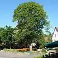 Dorfbaum