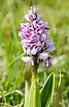Helm-Knabenkraut(Orchis militaris)