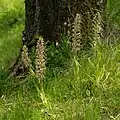 Bocks-Riemenzunge(Himantoglossum hircinum)