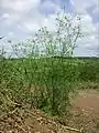 Habitus