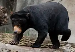 Malaienbär