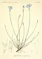 Illustration aus der Florae Germanicae et Helveticae (1847)