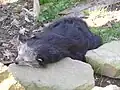Binturong