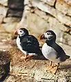 Papageitaucher (Fratercula arctica)