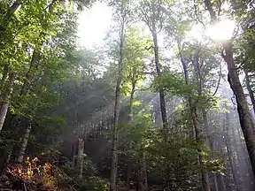 Buchenurwälder und Alte Buchenwälder der Karpaten und anderer Regionen Europas (Erweiterung)