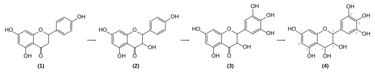 Biosynthese von Delphinidin-3-O-glucosid