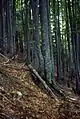 Biotop im Buchen-Tannenwald (Nordslowenien)