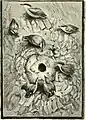 Kleiber aus Birds of the Wave and Woodland (1894)