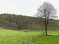 Wiesentümpel im Greueler Siepen