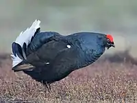1980 Birkhuhn