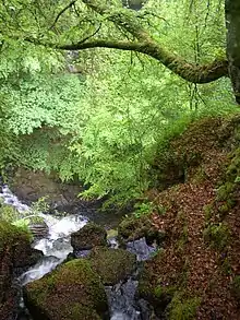 Die Birken von Aberfeldy
