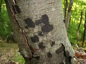 Rotbuchen-RindenkugelpilzBiscogniauxia nummularia