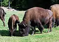 Amerikanischer Bison