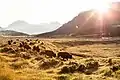 Bisons im Lamar Valley