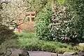 Blühende Kamelie im Japangarten