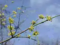 Frühe Blüten der Kornelkirsche