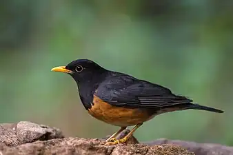 Schwarzbrustdrossel, Männchen