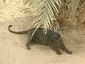 Schwarzer Panther (2012)