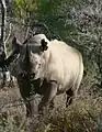 Spitzmaulnashorn im Nationalpark