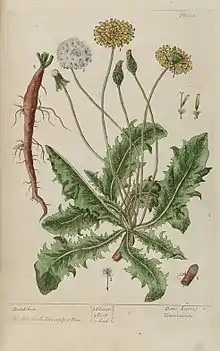 Dens leonis (Löwenzahn), A Curious Herbal (1737)