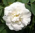 ‘Blanche de Belgique’, Rosa alba, vor 1846