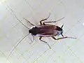 Die Gemeine Küchenschabe (Blatta orientalis) ist eine der verbreitetsten synanthropen Schaben Mitteleuropas. Ursprünglich stammt sie aus Nordafrika oder Südwestasien. Im Bild zu sehen ist ein Männchen.