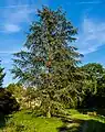Blaue Atlas-ZederCedrus atlantica
