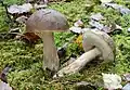 Wollstieliger RaufußLeccinum cyaneobasileucum