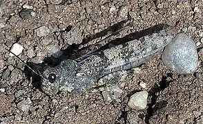 Die seltene Blauflügelige Sandschrecke als Pionier