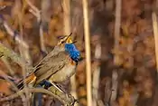 Blaukehlchen