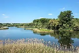 Vogelschutzgebiet Garstadt,im Hintergrund links Weinberge bei Garstadt