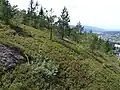 Blick von der Seilbahn auf den kaum bewaldeten Hang