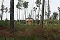 Aussichtsturm im Moorerlebnisgebiet im Pöllwitzer Wald