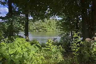 Mittlerer Senftenhofsee, mit Insel (in der Mitte)