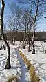 FFH-Gebiet Blixmoor: Moordamm im Winter