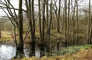 Motte Flachenhof am Blockbach in Immigrath