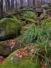 Felsen und Blockhalden bieten ideale Rückzugsgebiete