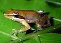 Blommersia blommersae