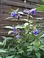 gefüllte Gemeine Akelei (Aquilegia vulgaris)
