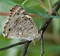 In Hyderabad, Indien