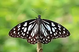 Tirumala limniace
