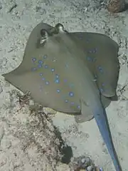 Grauer Stechrochen