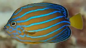 Blaustreifen-Samtkaiserfisch