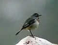 Blaukehlchen
