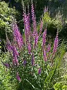 Blut-Weiderich (Lythrum salicaria)