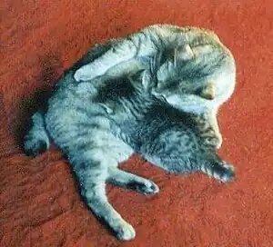 American Bobtail