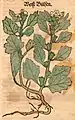 Hieronymus Bock 1546 Hyoscyamus albus
