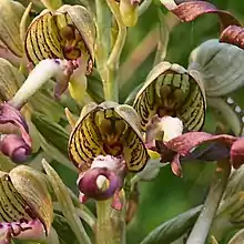 Bocksriemenzunge (Himantoglossum hircinum)