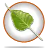 Logo von Bodhi Linux