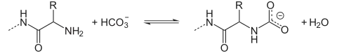 Gleichgewicht zwischen Aminogruppen und Carbamatgruppen bei Anwesenheit von Hydrogencarbonat.